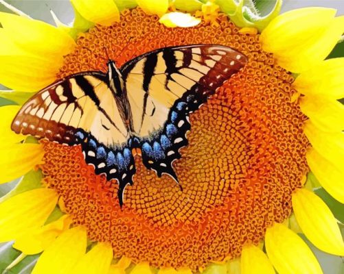 Sunflower Butterfly Paint By Numbers