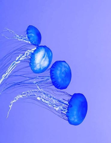 Ocean Blue Jellyfish Paint By Numbers