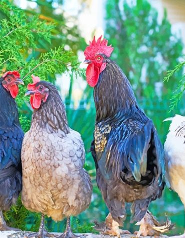 Colorful Roosters Paint By Numbers