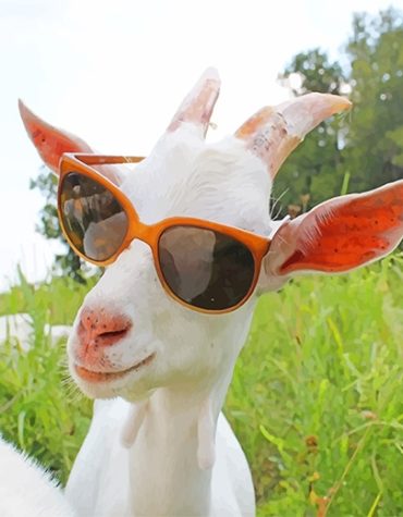 Goat Glasses Fun Paint By Numbers