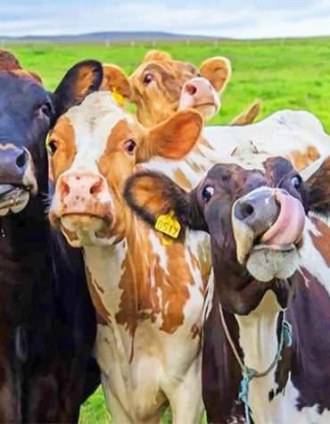 Playful Farm Cows Paint By Numbers