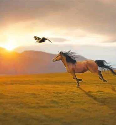 Stallion Spirit Painting Paint By Numbers