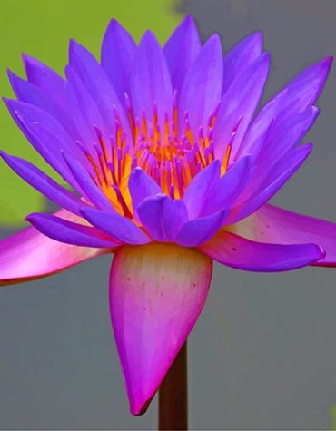 Purple Lotus Flower Paint By Numbers