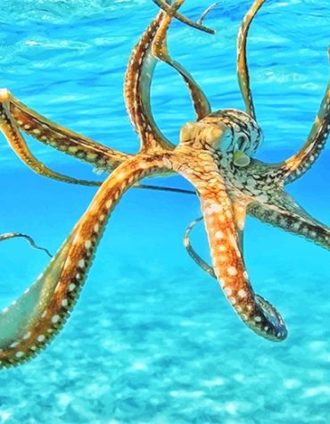 Octopus Ocean Adventure Paint By Numbers