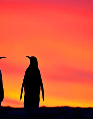 Penguin Silhouette Paint By Numbers