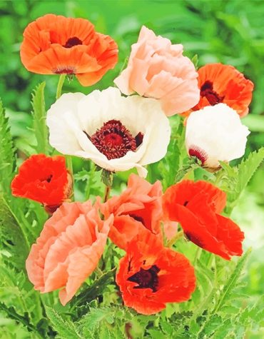 Poppy Red Flower Paint By Numbers
