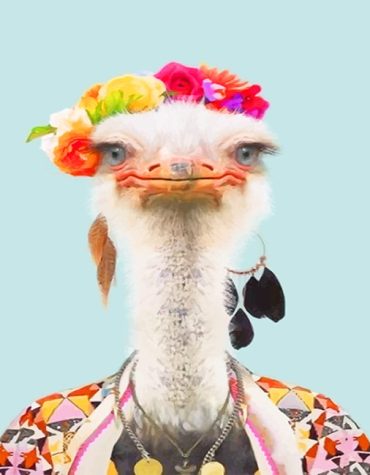 Ostrich Elegance Paint By Numbers