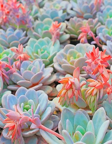 Green Forest Succulent Paint By Numbers