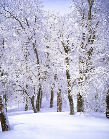 Trees in Snowy Winter Wonderland Paint By Numbers