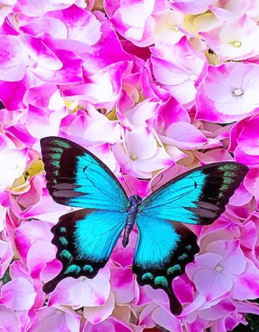 Gorgeous Blue Butterfly Paint By Numbers