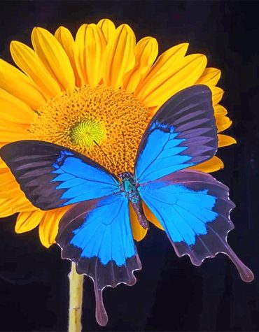 Blue Butterfly and Sunflower Paint By Numbers
