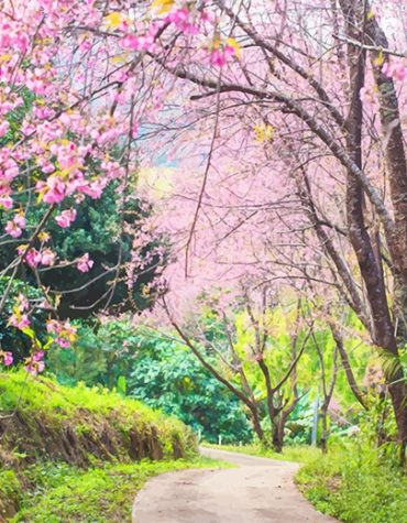 Pink Cherry Blossom Nature Paint By Numbers