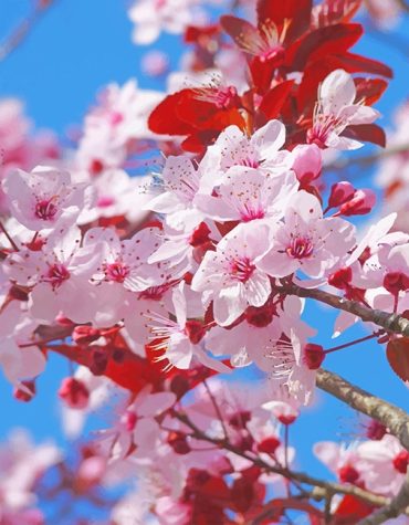 Japanese Cherry Blossoms Paint By Numbers