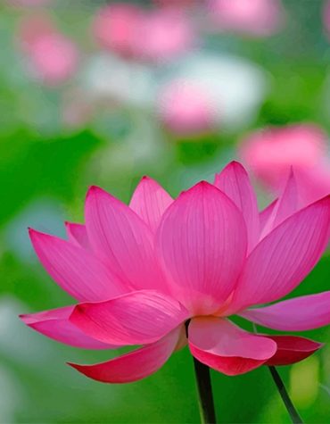 Pinky Lotus Paint By Numbers for Nature Lovers
