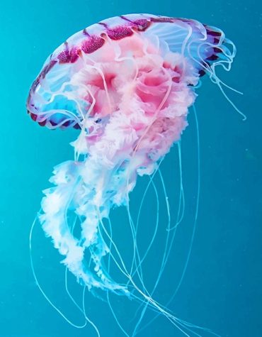 Pink Ocean Jellyfish Paint By Numbers