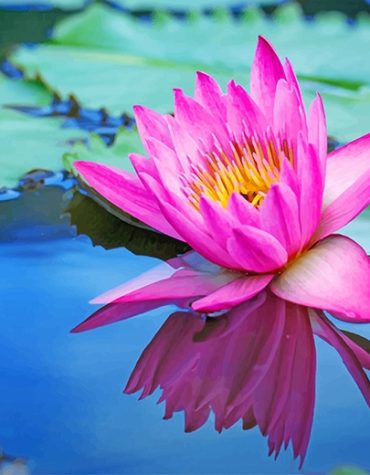 Pink Lotus Nature Paint By Numbers
