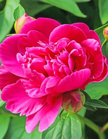 Pink Peony Blossom Paint By Numbers