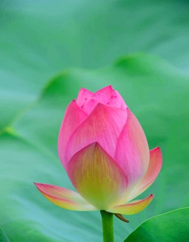 Pink Tulip Nature Paint By Numbers