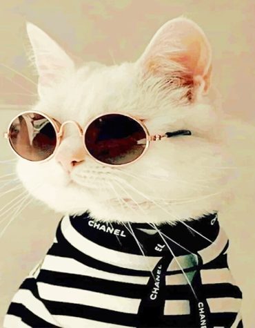 Stylish Cat Fashion Paint By Numbers