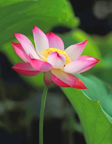 Pink White Lotus Paint By Numbers