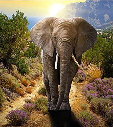 Young Elephant Art Paint By Numbers