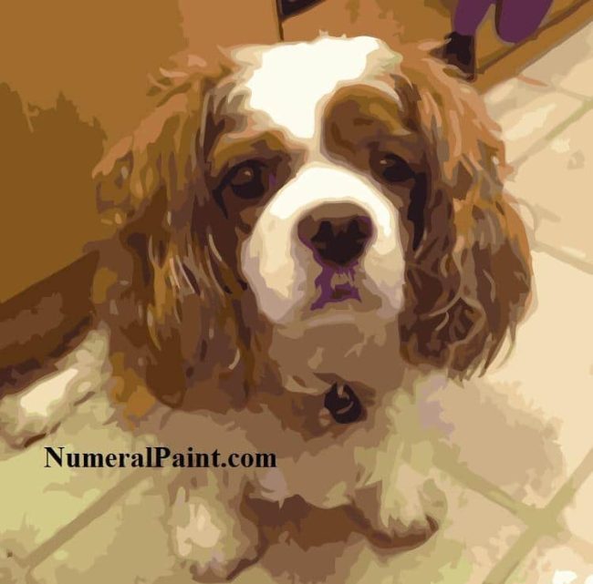 Custom Dog Paint By Numbers