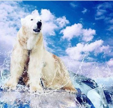 Polar Bear Arctic Scene Paint By Numbers