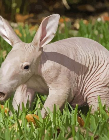 Aardvark Wildlife Adventure Paint By Numbers