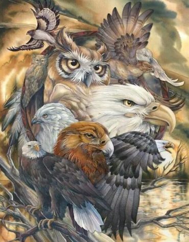 Accipitriformes Eagle Paint By Numbers