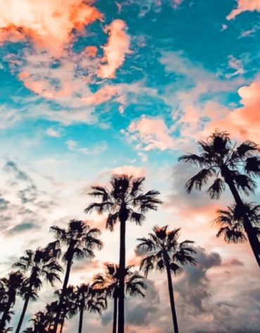 Aesthetic Palm Tree Serenity Paint By Numbers