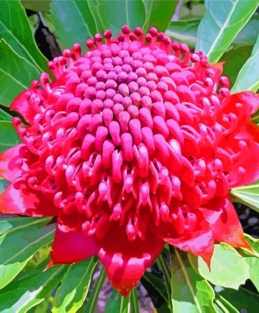 Aesthetic Pink Waratah Paint By Numbers