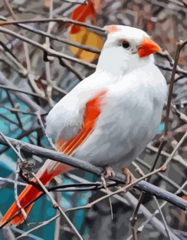 White Cardinal Birds Paint By Numbers