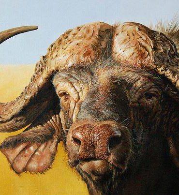 Buffalo Wildlife Paint By Numbers