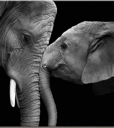 Black Bull Elephant Paint By Numbers