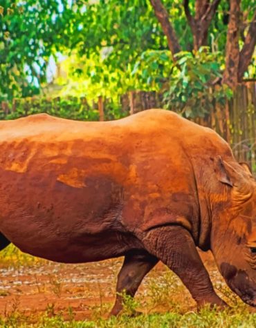 Gray Rhinoceros Paint By Numbers