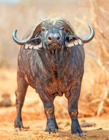African Buffalo Wildlife Paint By Numbers