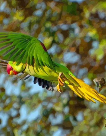 Alexandrine Parakeet in Flight Paint By Numbers