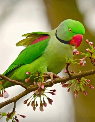 Alexandrine Parakeet Nature Paint By Numbers