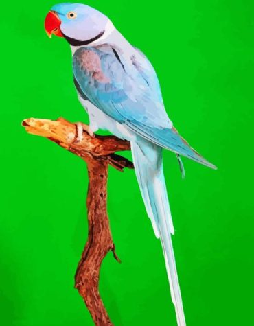 Alexandrine Parrot on a Branch Paint By Numbers
