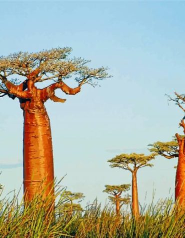 Magical Baobabs of Madagascar Paint By Numbers