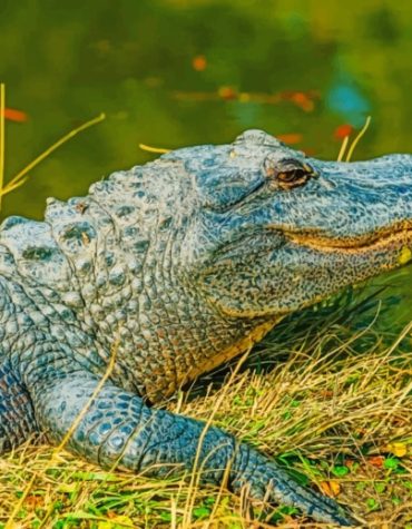 Alligator Wildlife Paint By Numbers