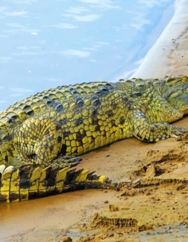 Alligator Wildlife Paint By Numbers