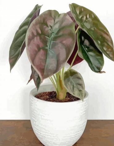 Alocasia in White Planter Paint By Numbers