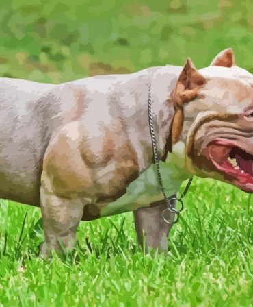 American Bully Puppy Paint By Numbers