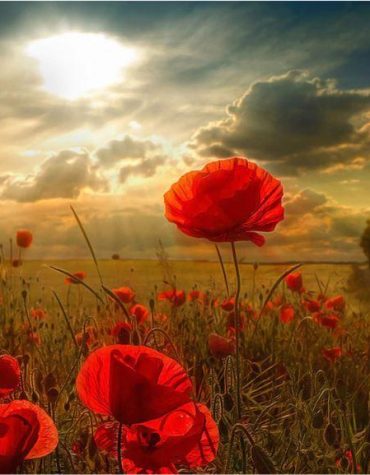 Red Poppy Anemone Fields Paint By Numbers