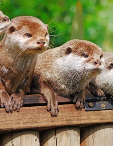 Playful Otters Paint By Numbers