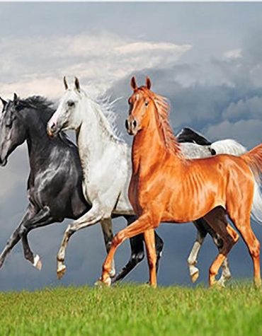 Majestic Arabian Stallions Paint By Numbers