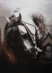 Majestic Stallion Paint By Numbers