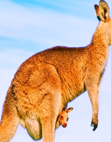 Exploring Australian Kangaroos Paint By Numbers