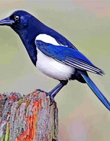 Australian Magpie Birds Paint By Numbers